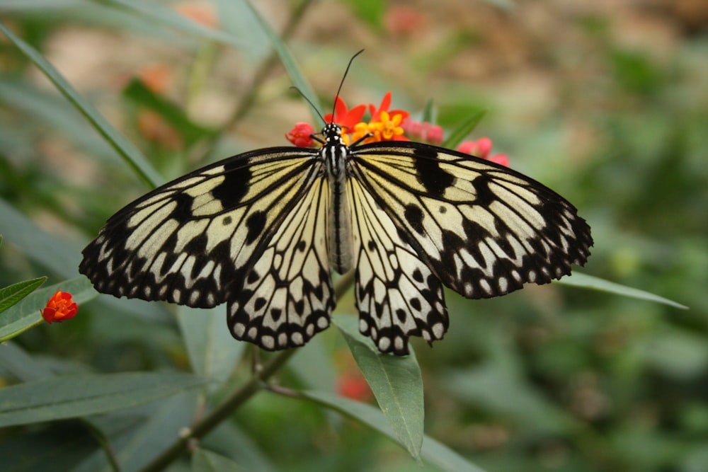 a black and white butterfly sitting on top of a flower