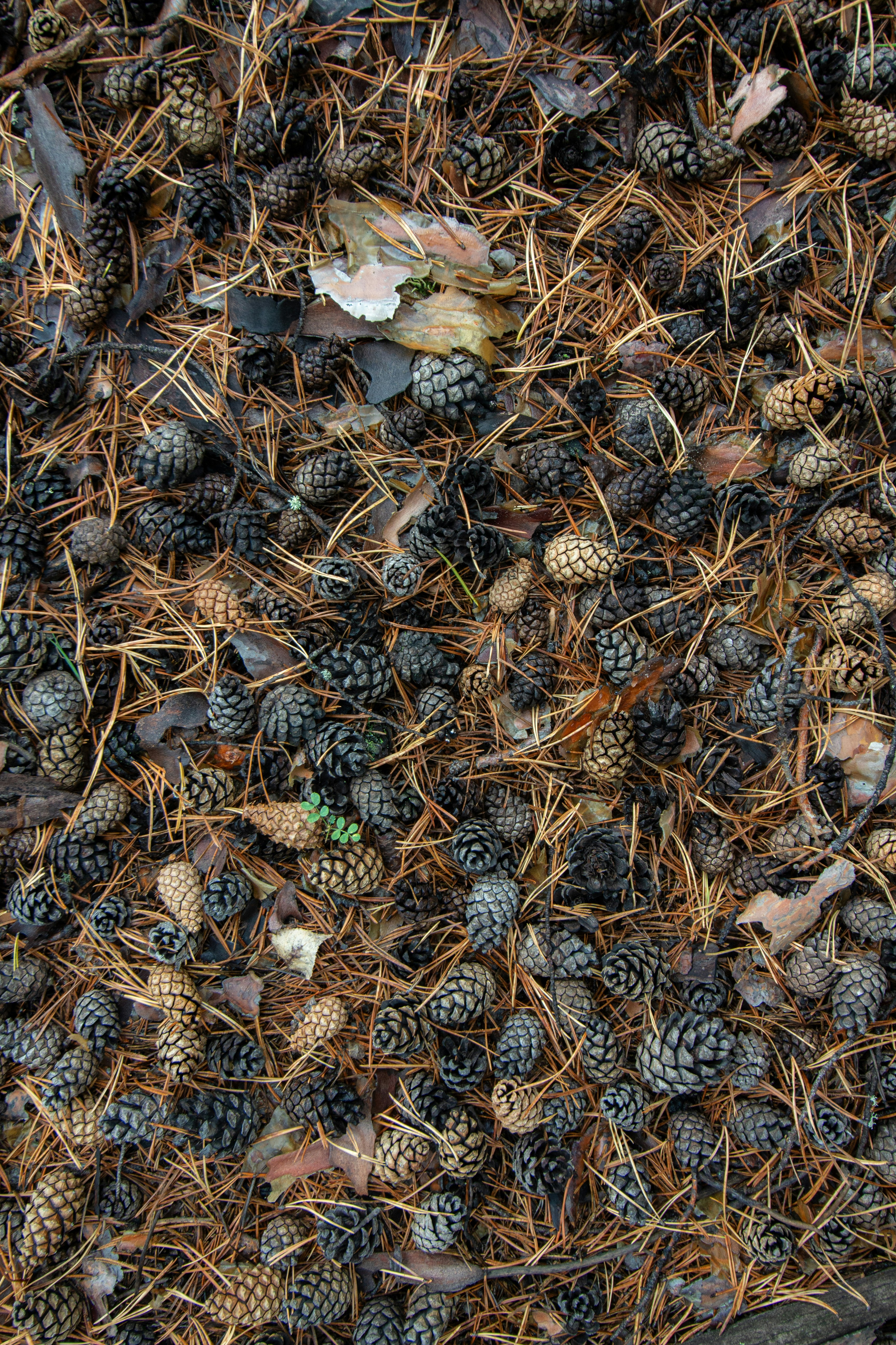 Photo by albert_kuular