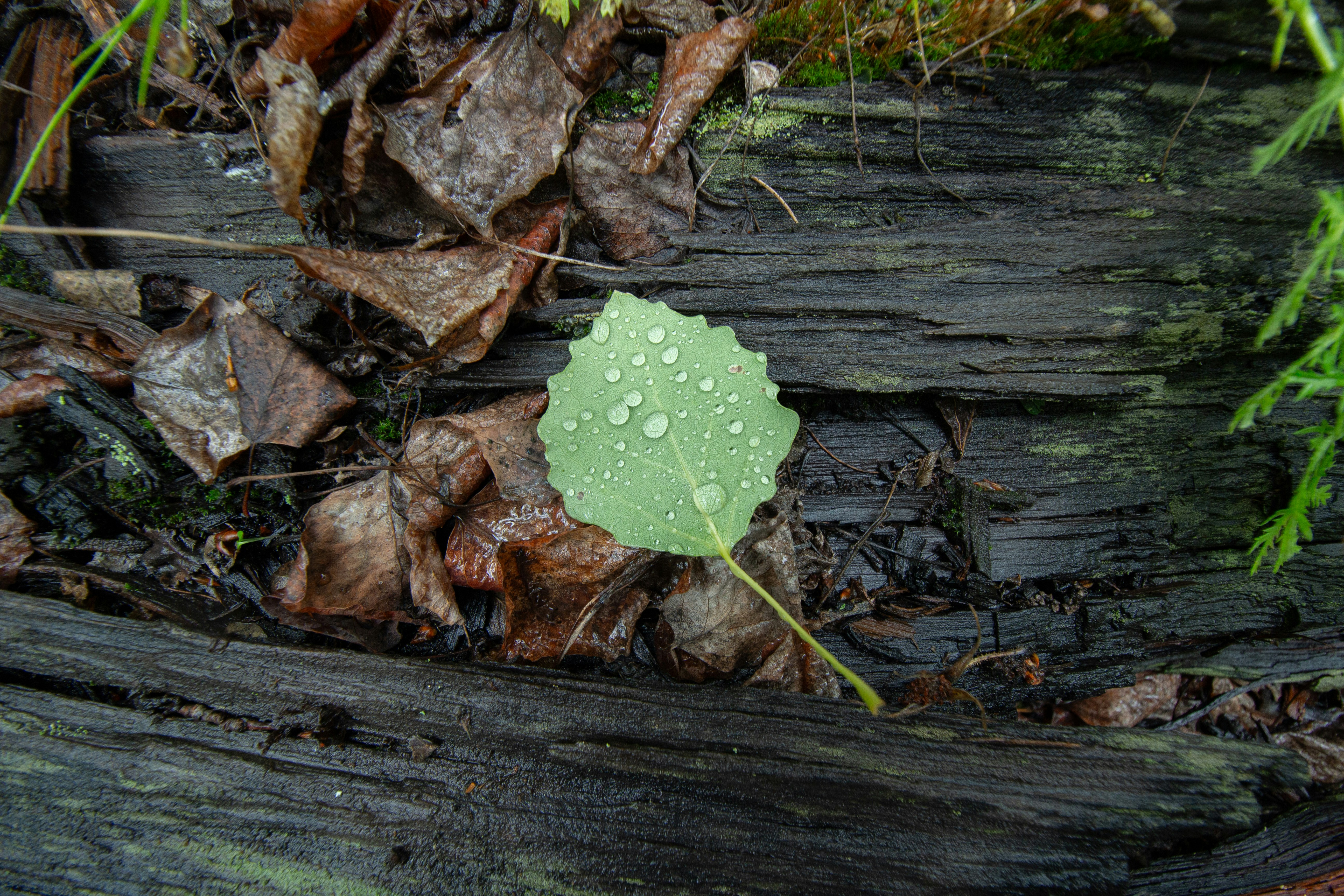 a green leaf with water droplets on it