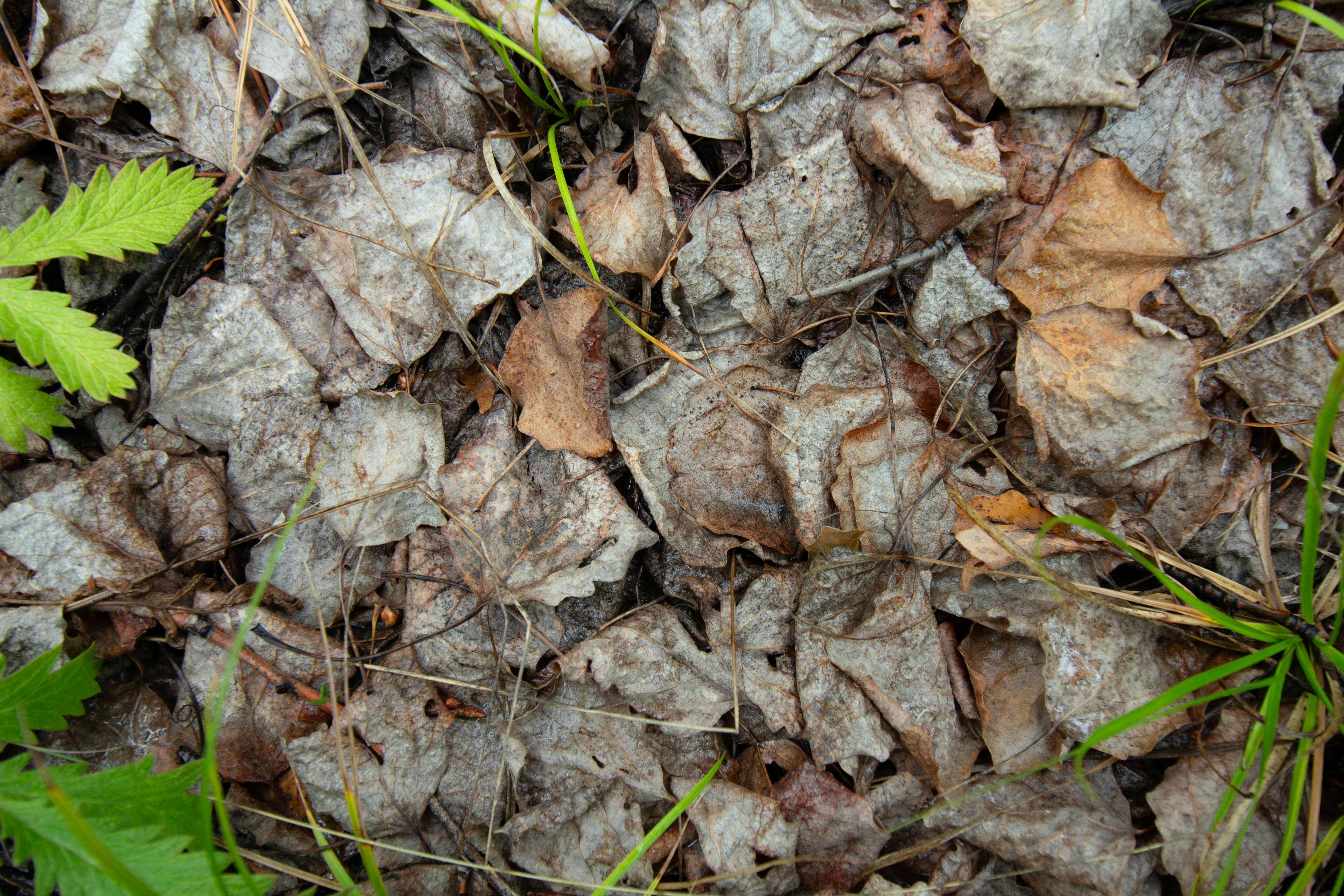 Photo by albert_kuular