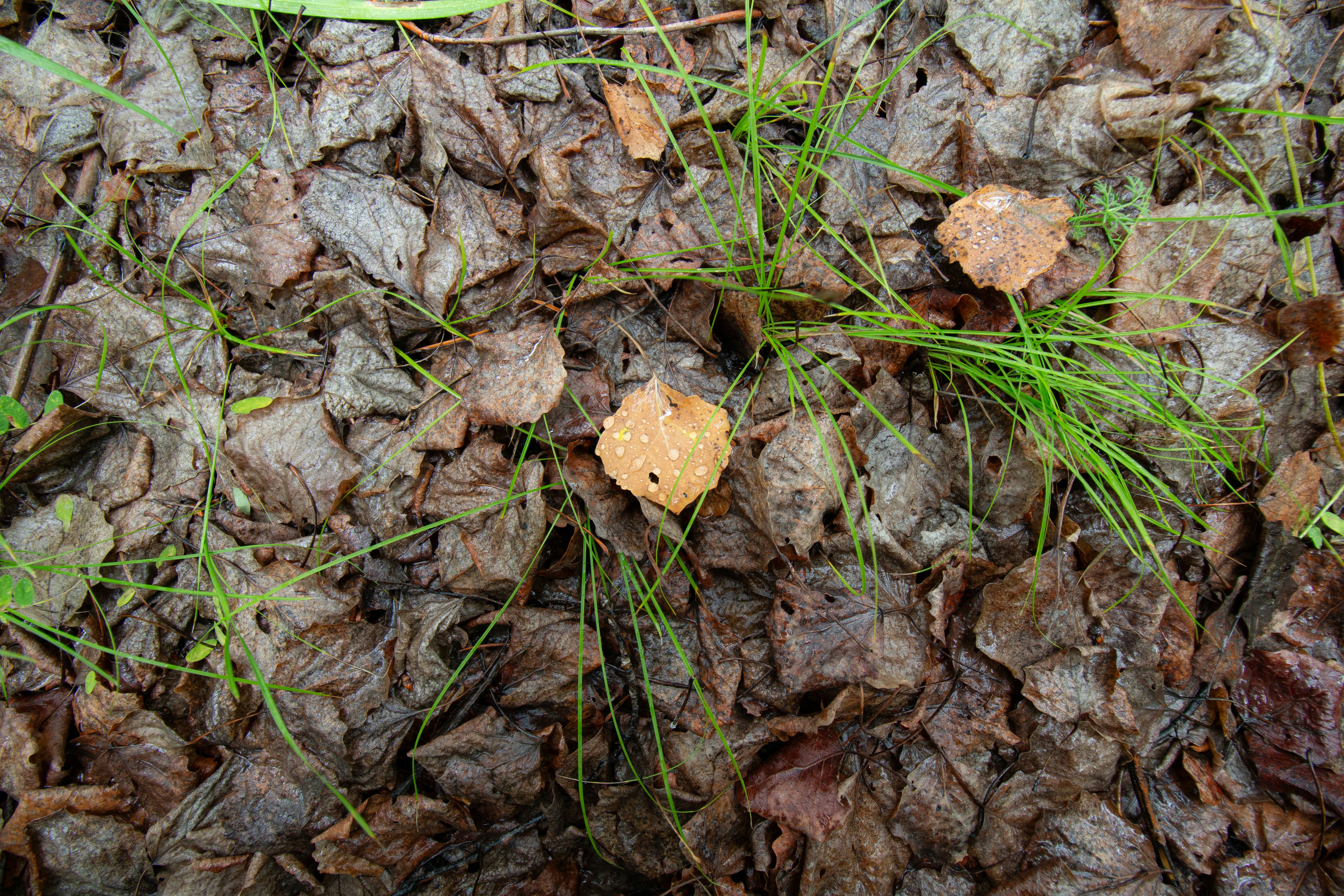 Photo by albert_kuular