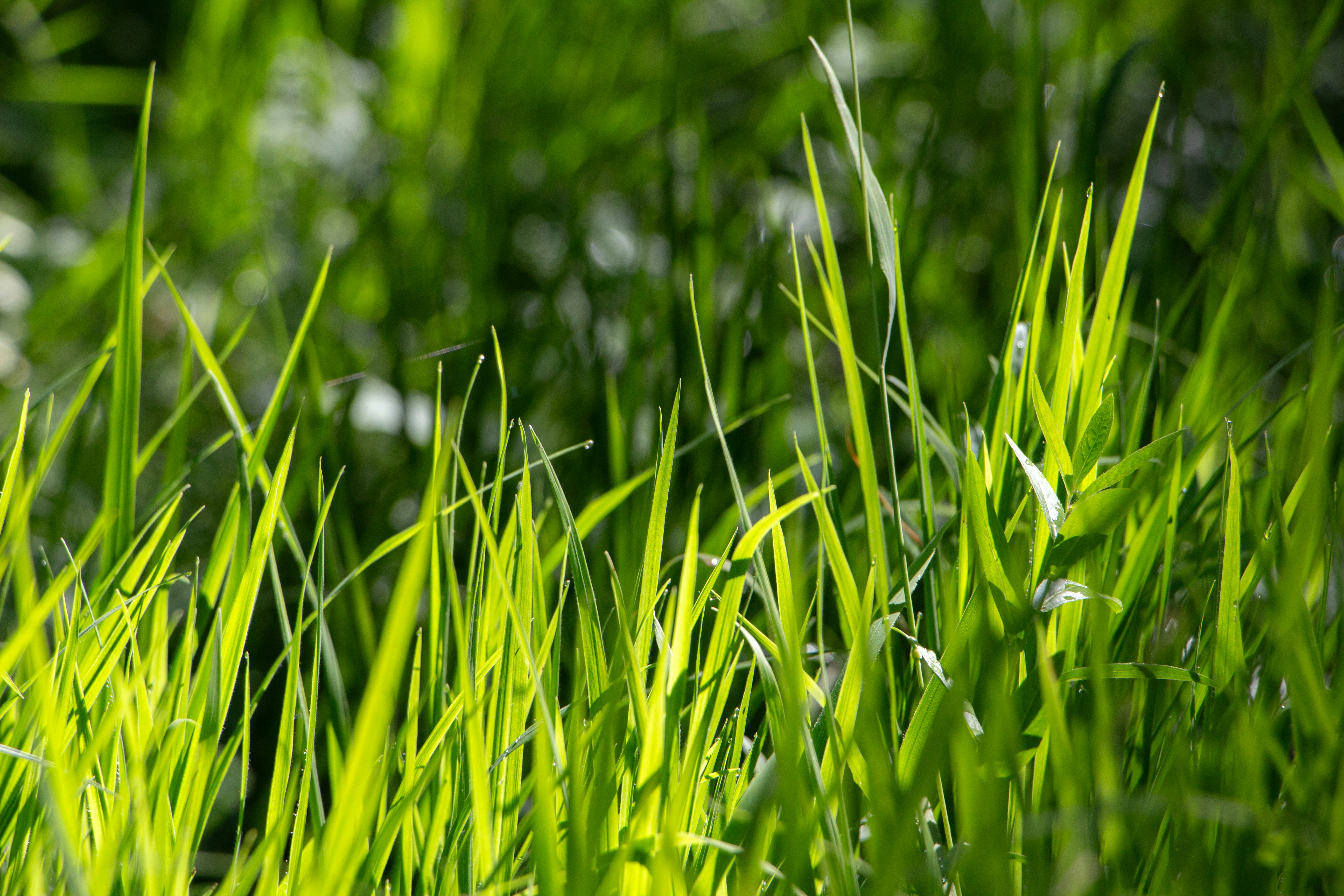 a close up of some green grass with a blurry background