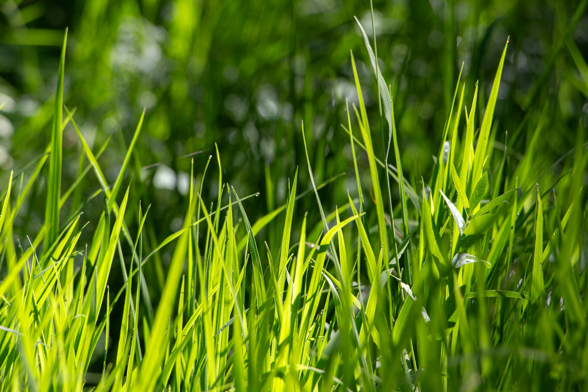 a close up of some green grass with a blurry background