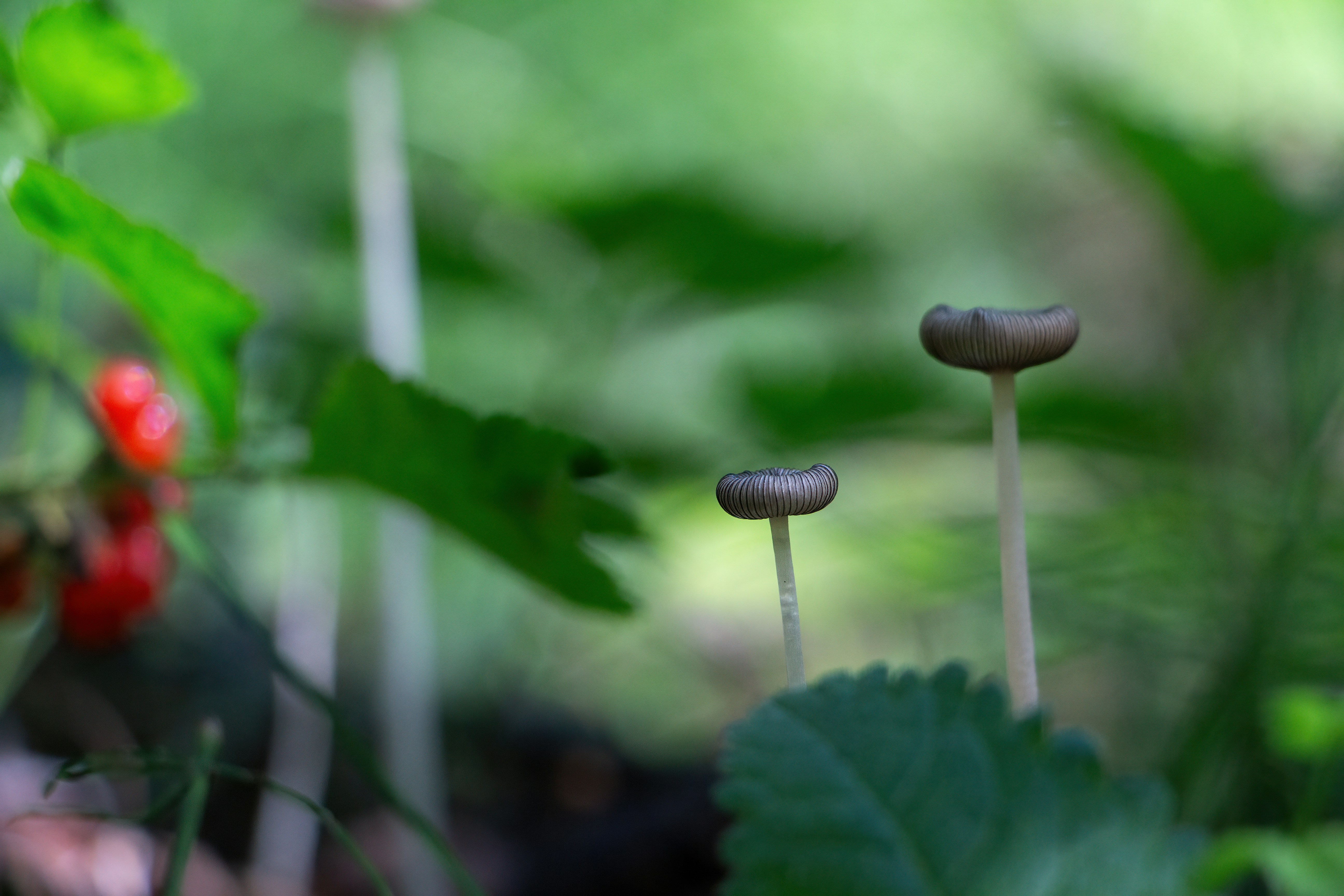 a couple of mushrooms sitting on top of a lush green field