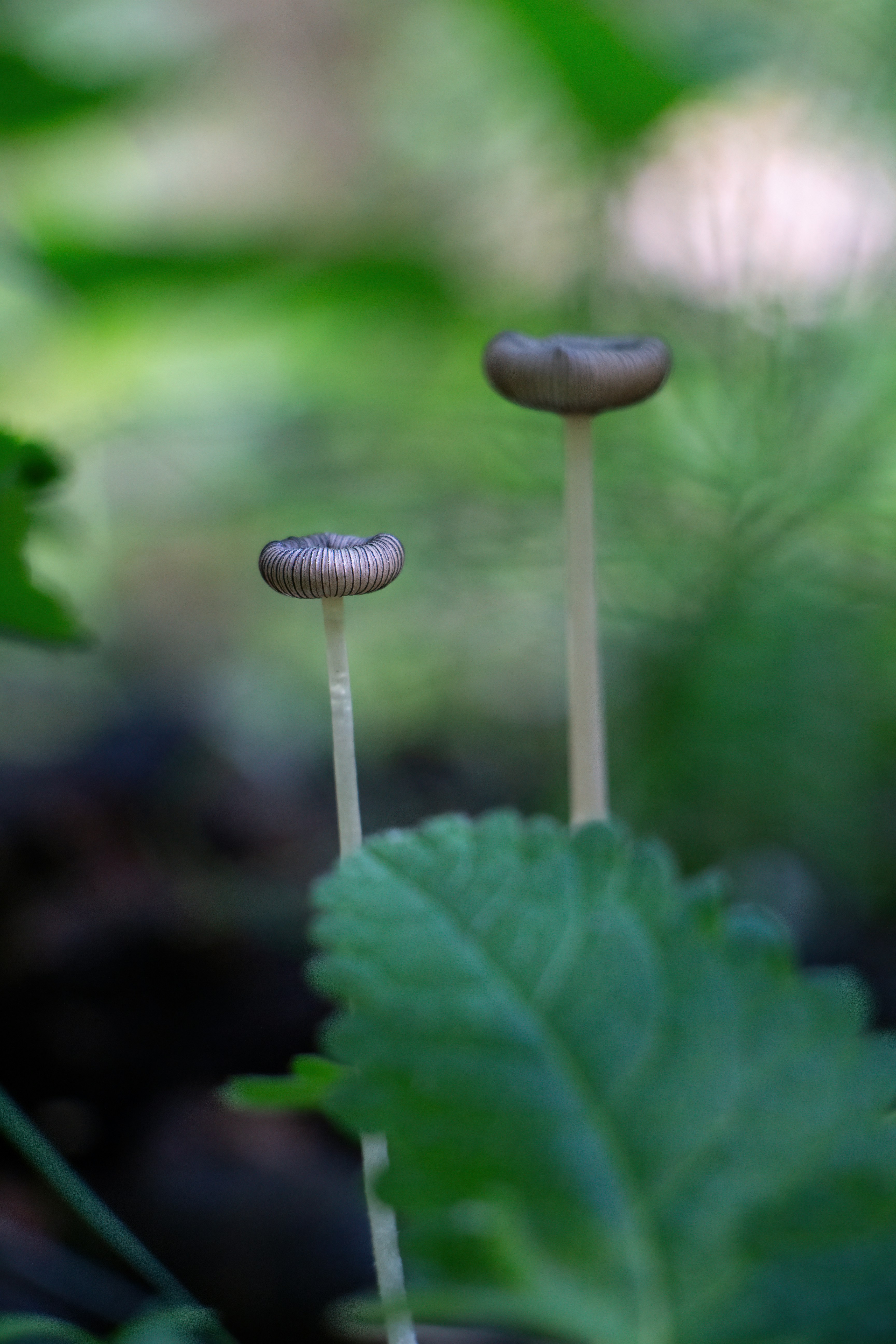 a close up of two mushrooms on a plant