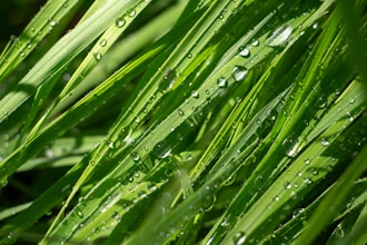 Rezene Yağı Kullanımının Faydaları