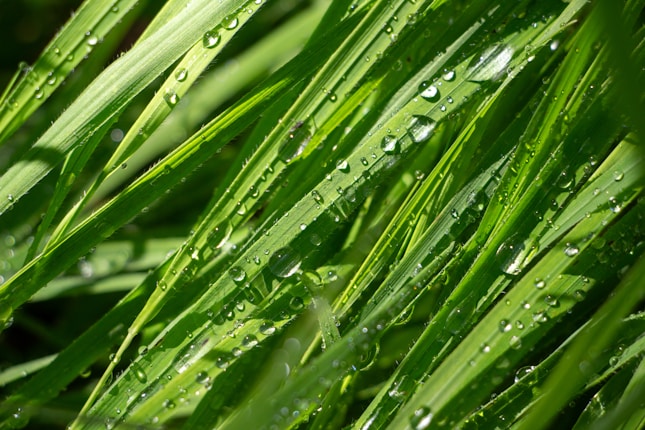 Rezene Yağı Kullanımının Faydaları