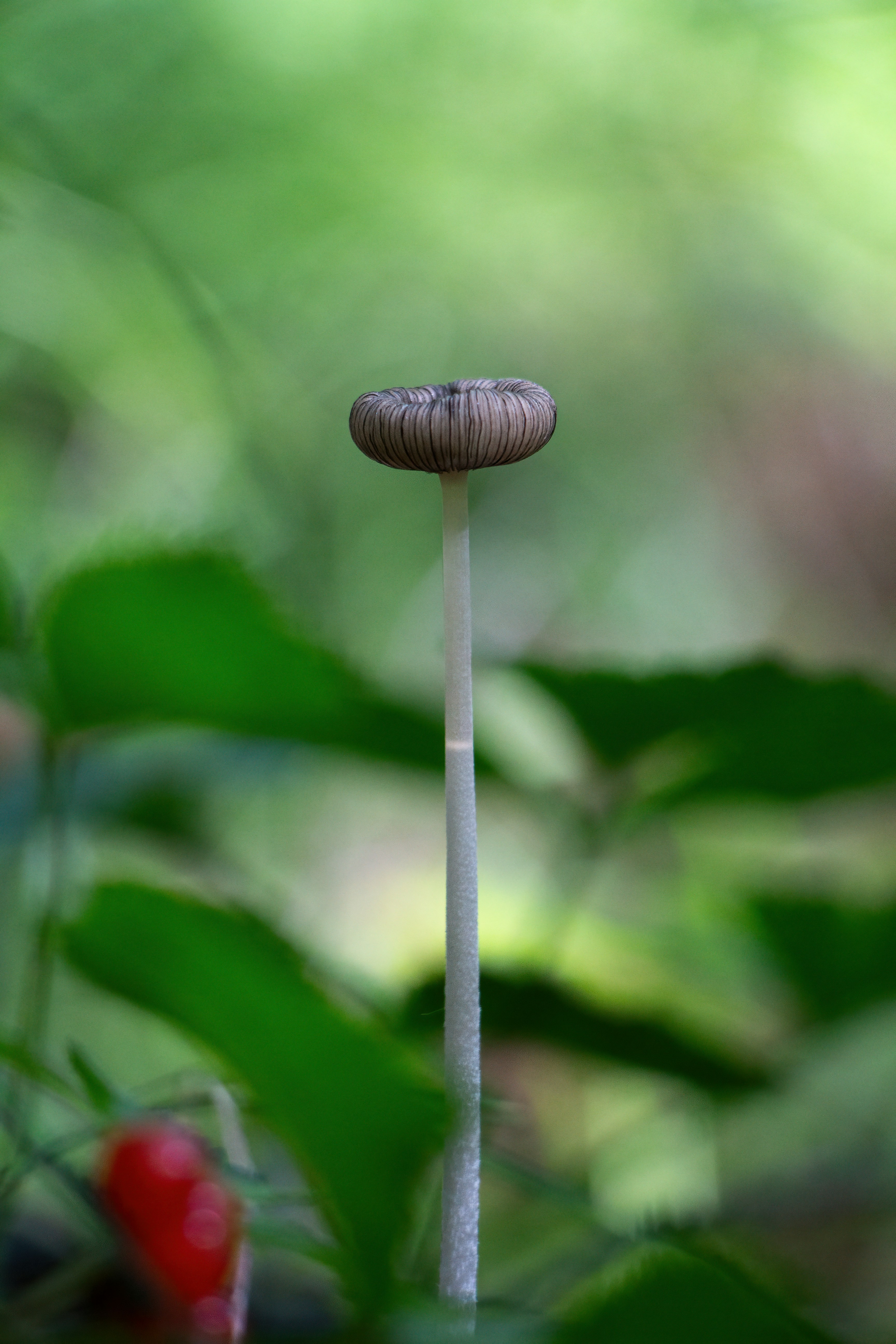a close up of a flower with a blurry background