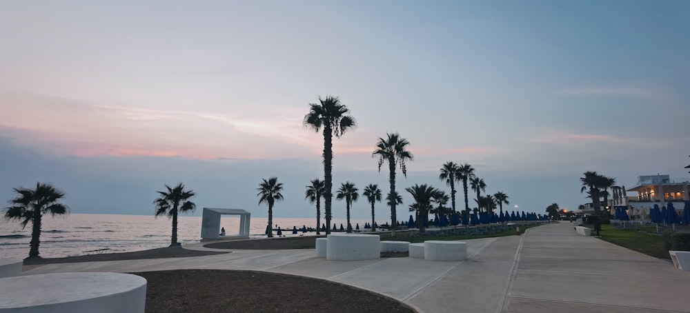 palm trees line the walkway to the beach