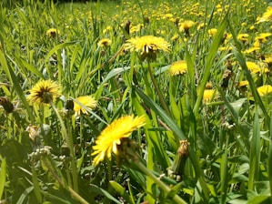 A field of herbs growing under the sun.
