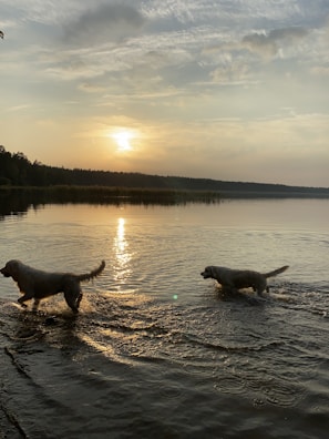 Two dogs playing together in a backyard under evening light.