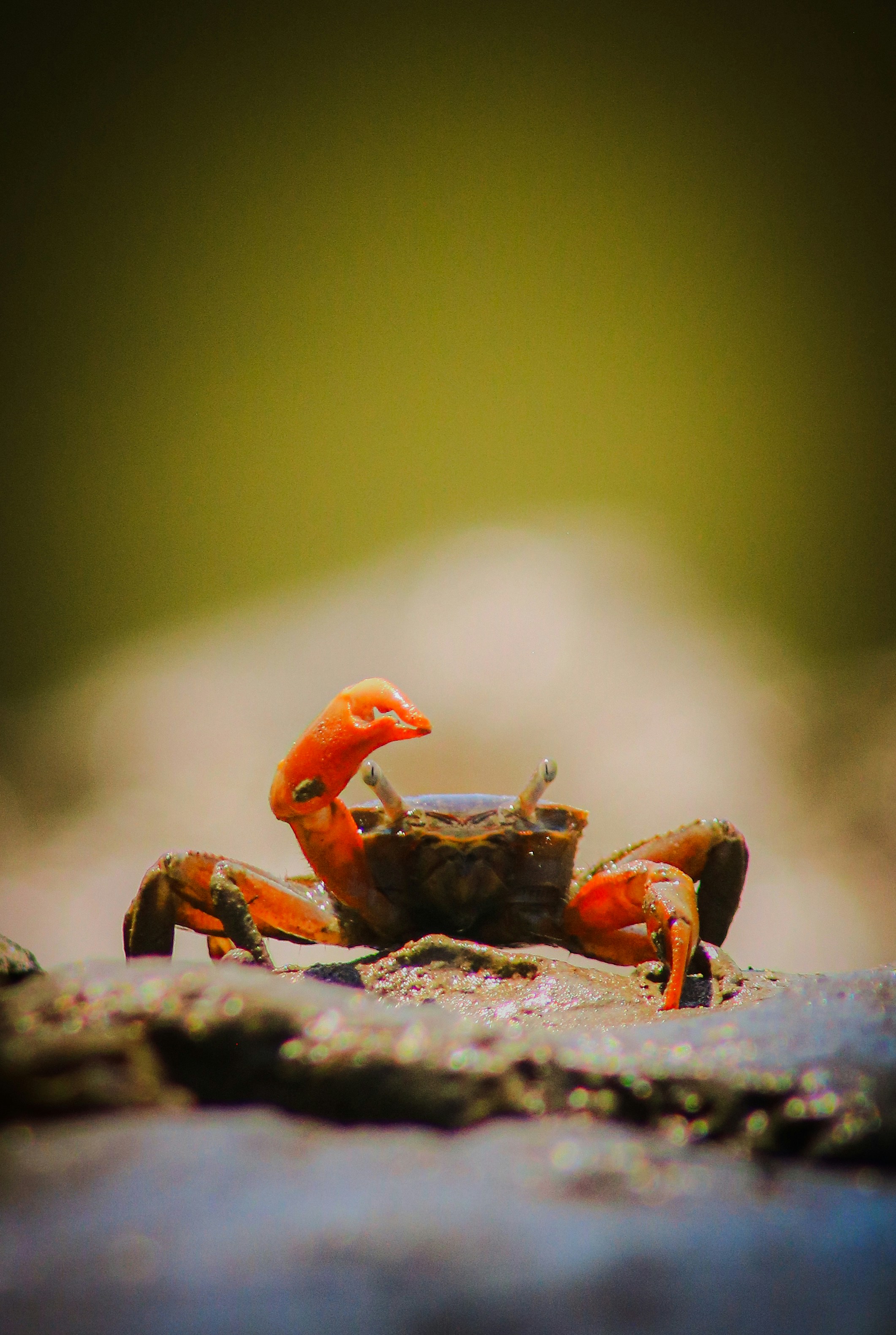 a close up of a crab on a rock