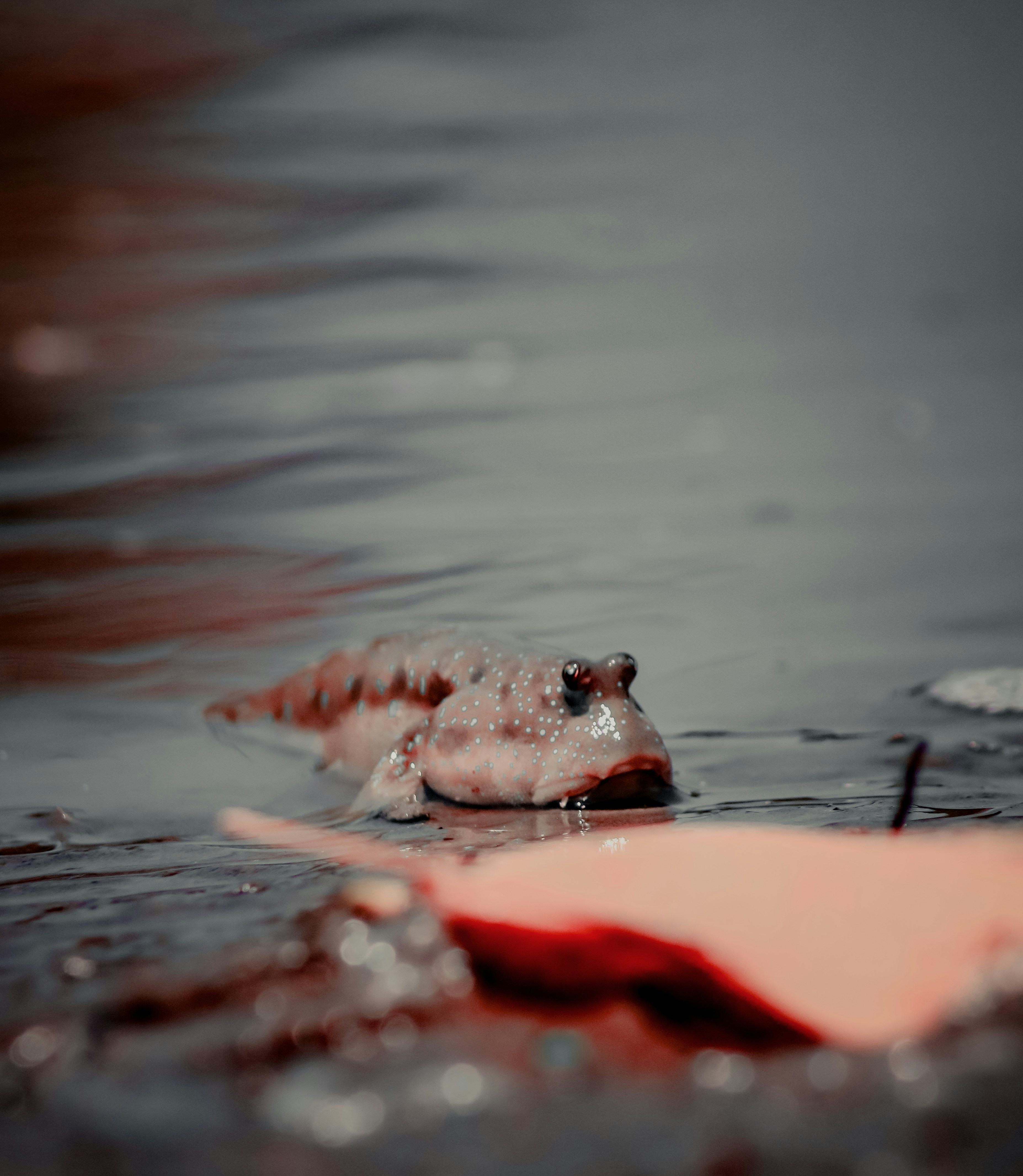 a close up of a red object in the water