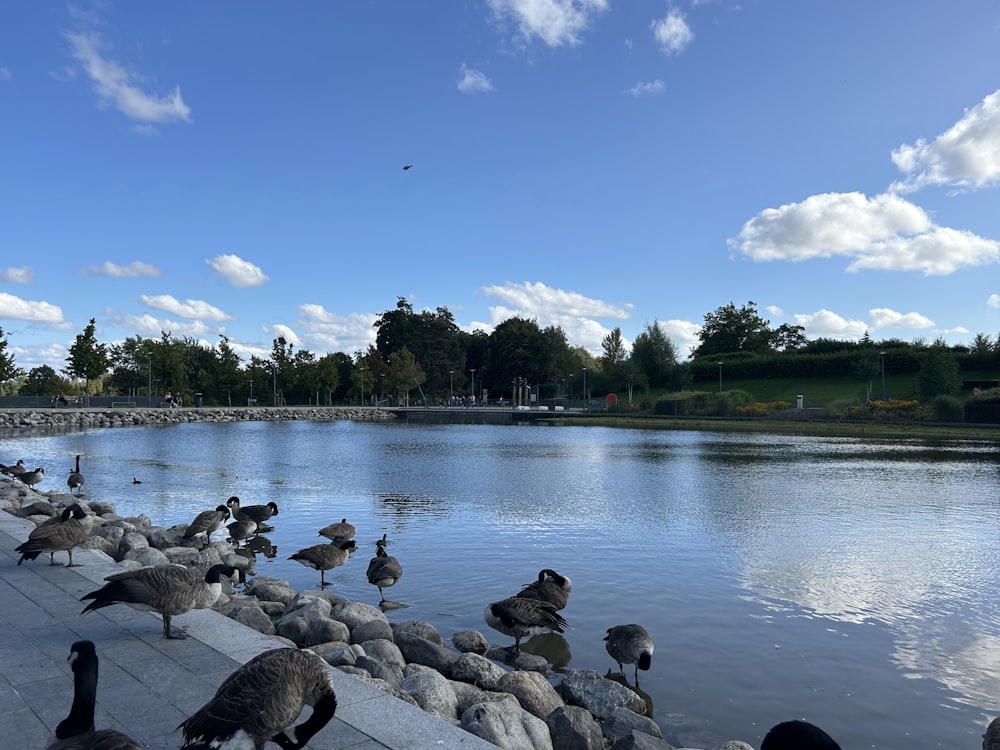 a flock of birds standing on the edge of a lake