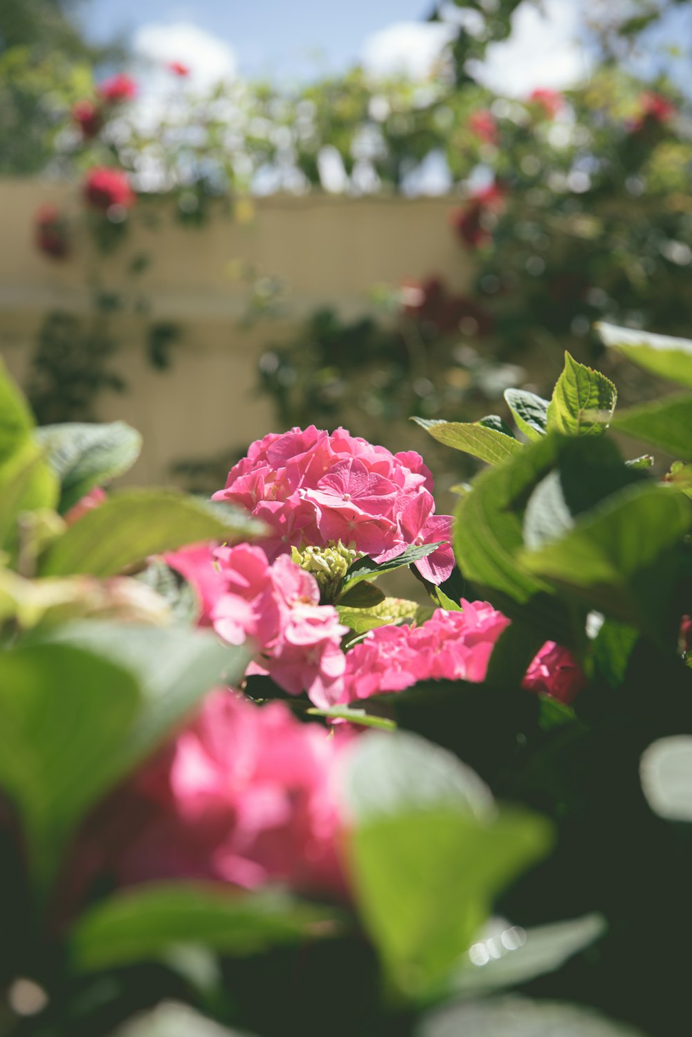 a bunch of pink flowers in a garden