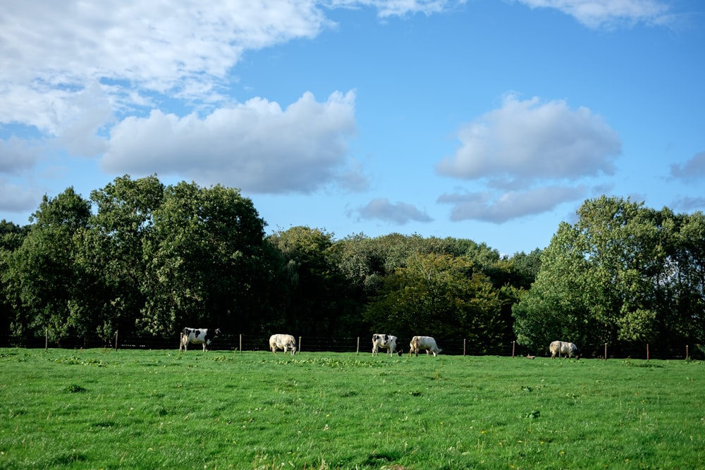 a herd of horses grazing on a lush green field