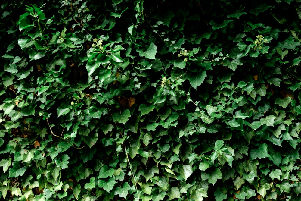 a close up of a plant with green leaves