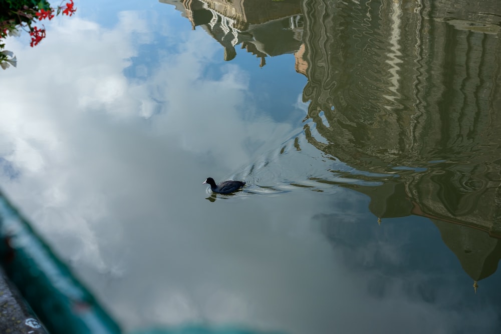 a duck floating on top of a body of water