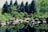 A serene garden designed by une salamandre au jardin.