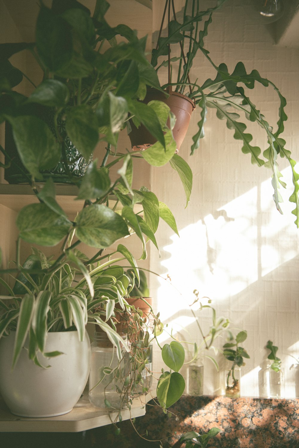 a potted plant sitting on top of a table