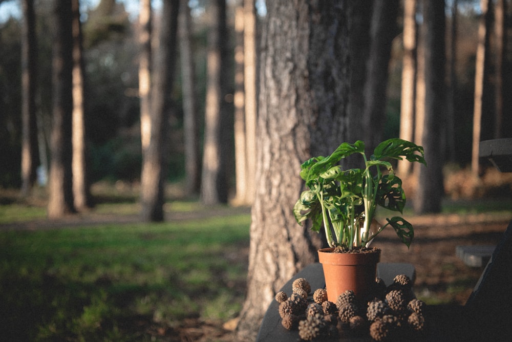 a potted plant sitting on top of a wooden bench