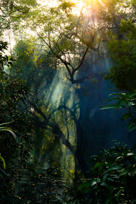 the sun is shining through the trees in the forest