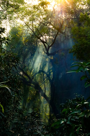 the sun is shining through the trees in the forest