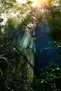 the sun is shining through the trees in the forest