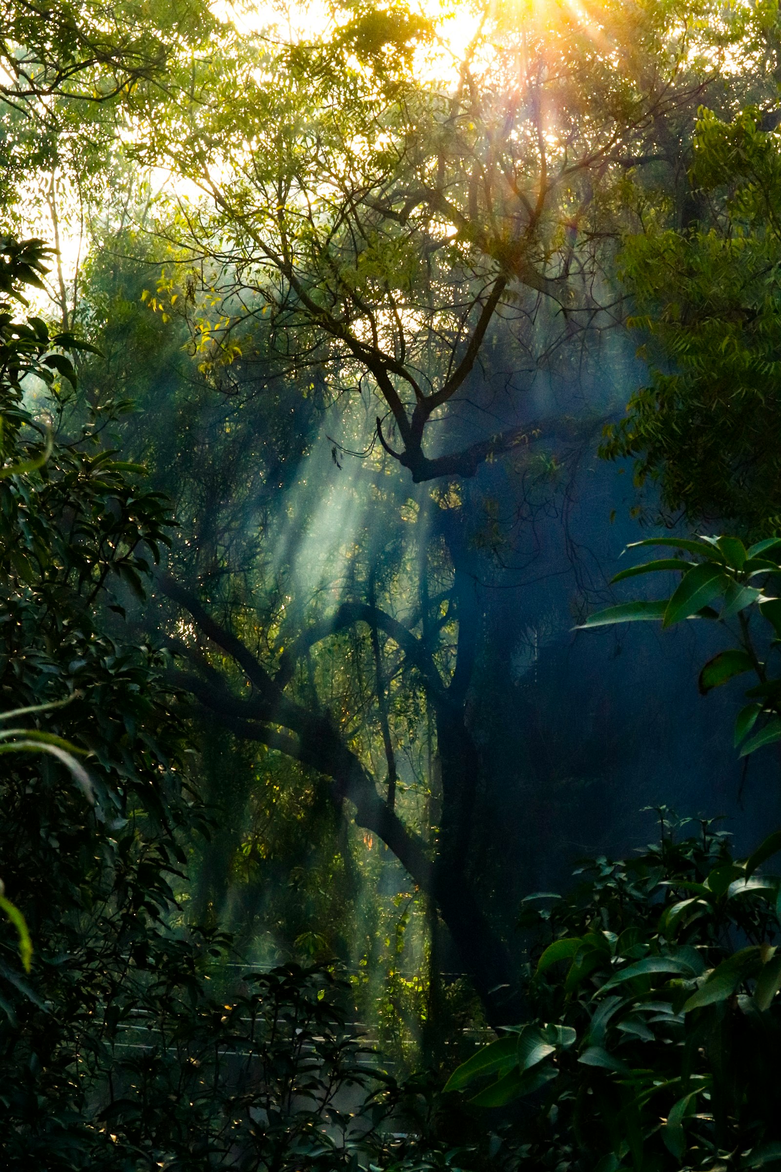 Sunlight breaking through the canopy of a dense Amazon jungle