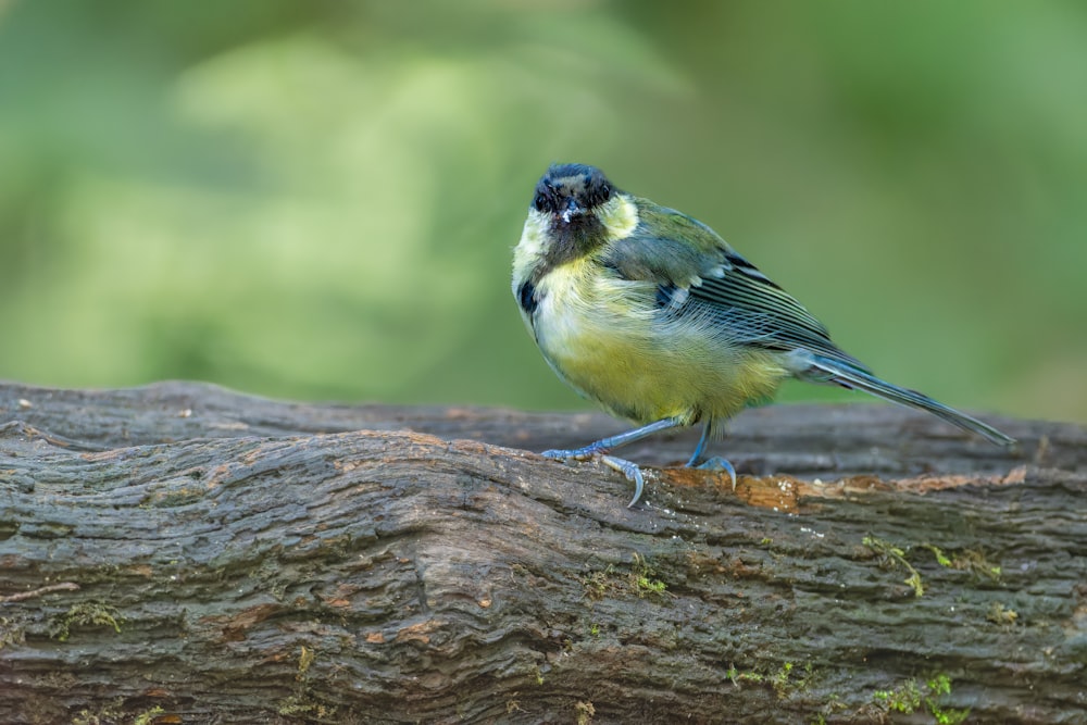 a small bird sitting on top of a tree branch