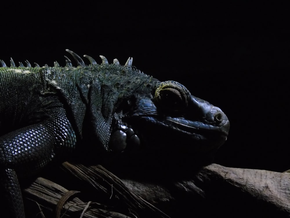 a large lizard laying on top of a tree branch