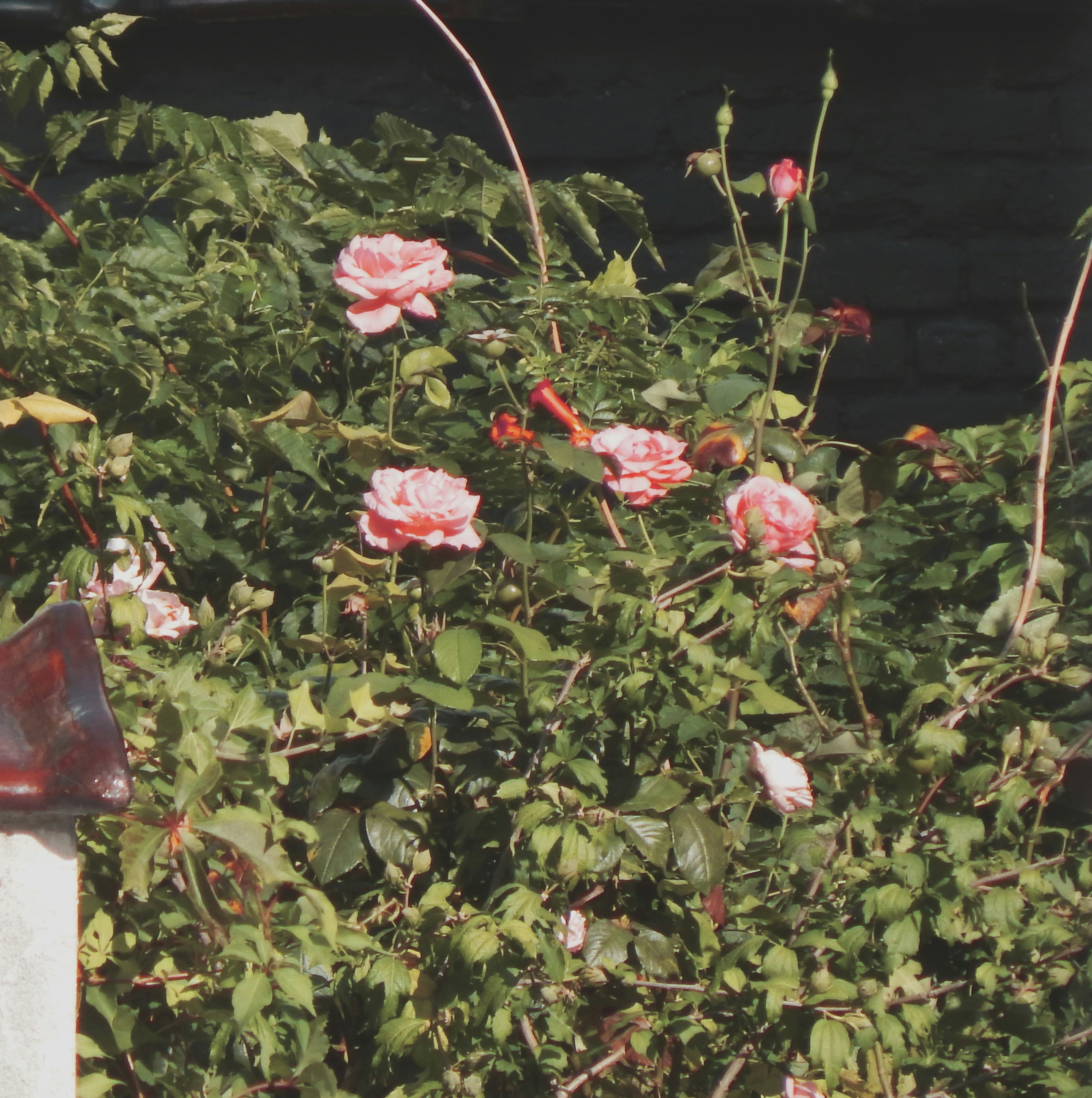 a bush with pink flowers next to a building