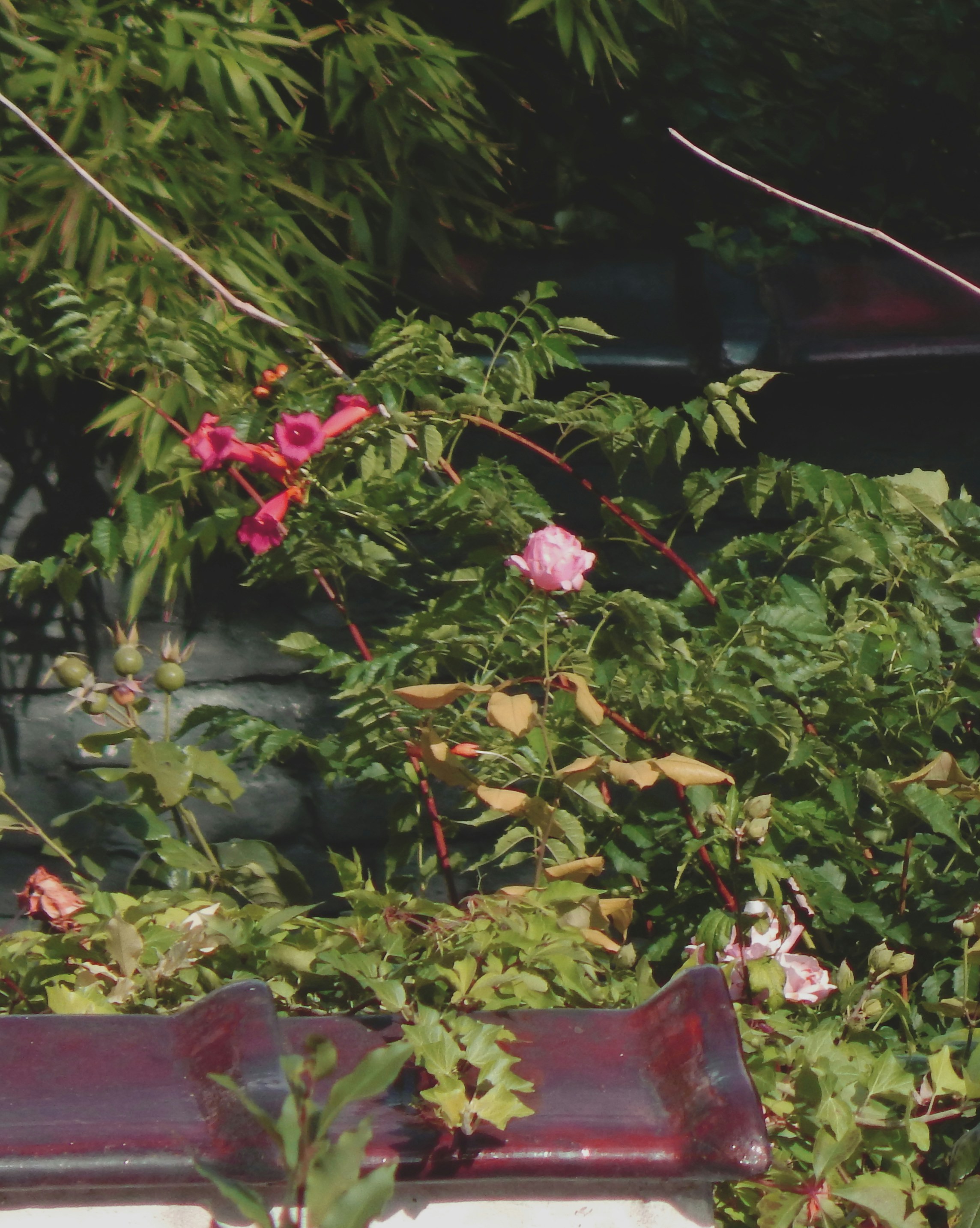 a bird is sitting on a bench in a garden