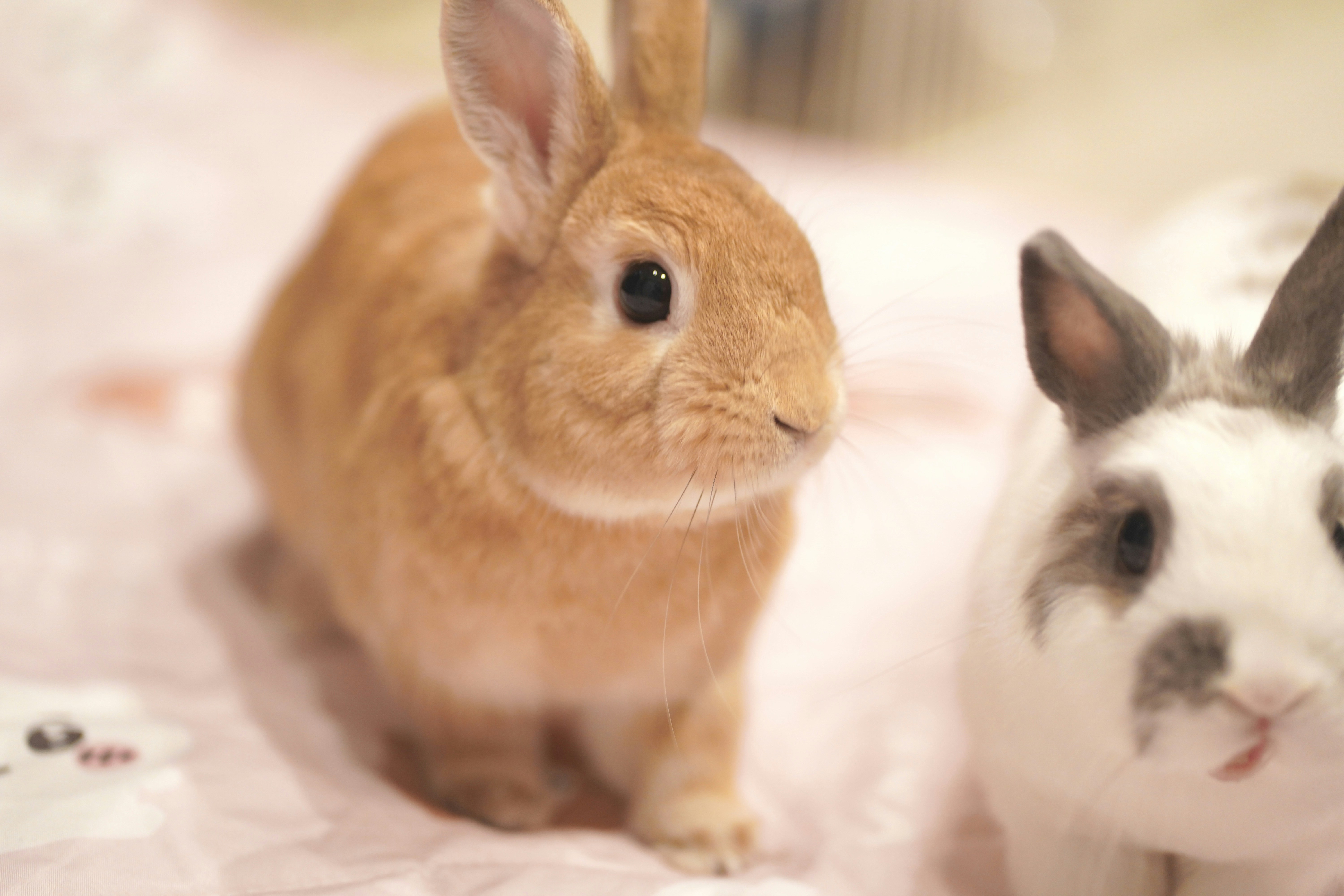 Nombres originales para tu Conejo