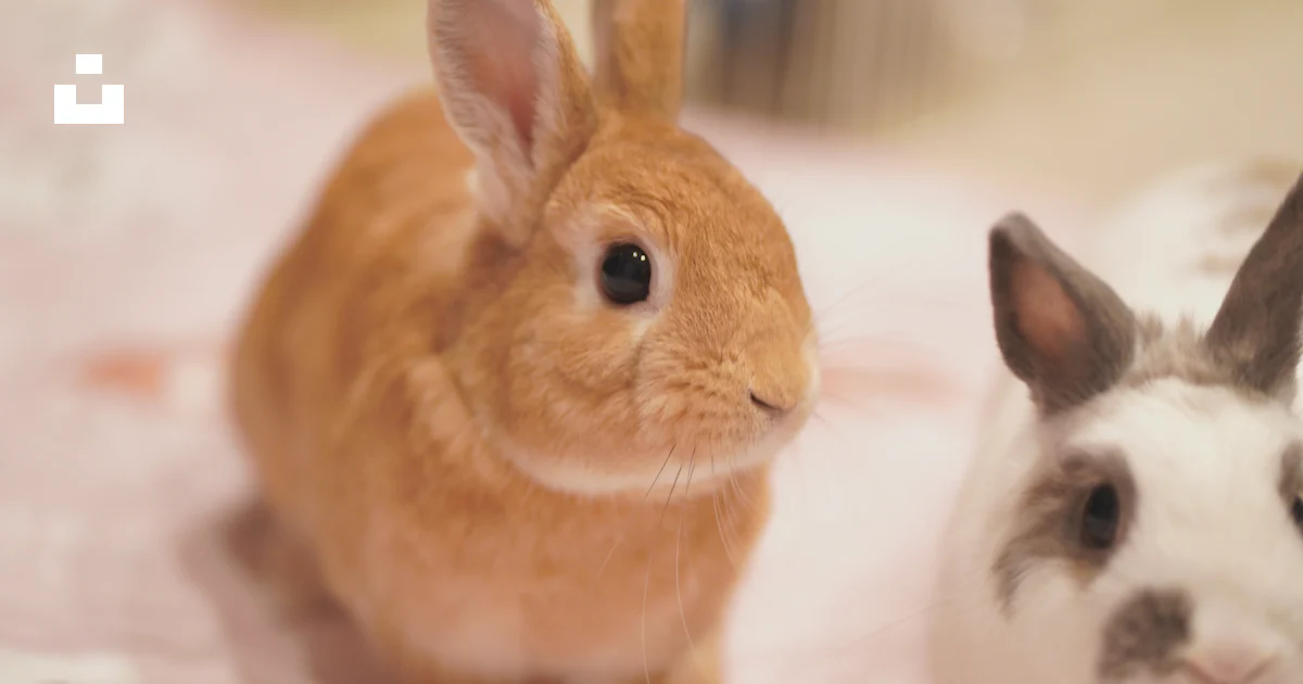 Next Rabbit A rabbit and a rabbit sitting next to each other photo – Free Rabbit ...