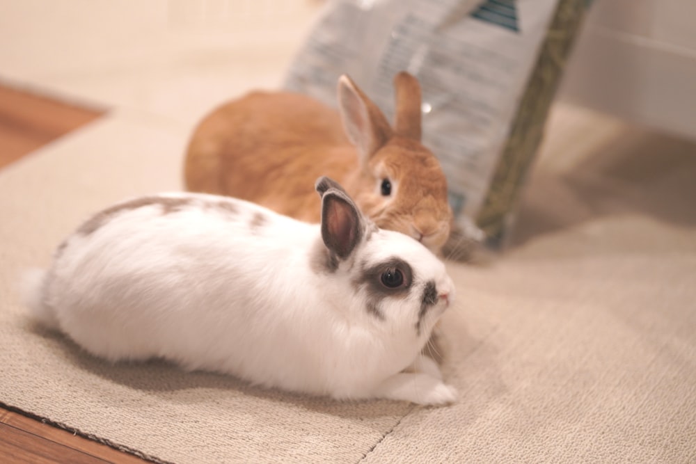 a rabbit and a rabbit sitting next to each other