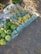 A variety of fresh produce is displayed on a cloth spread over a gravel surface. The assortment includes watermelons, different types of gourds, and green vegetables packaged in plastic bags. Shadows from leaves suggest it's a sunny day.