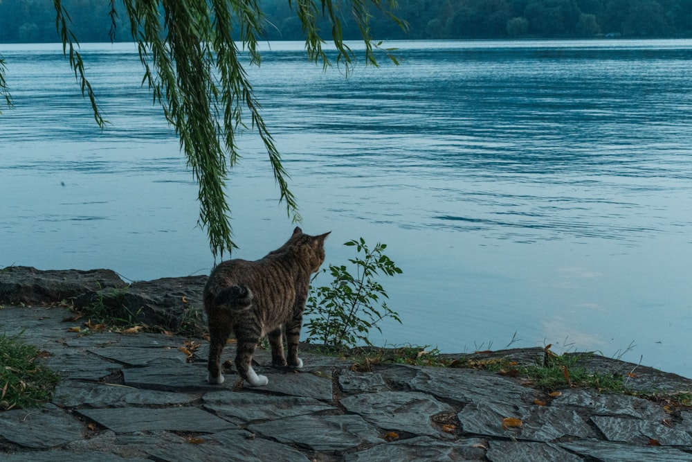 a cat standing next to a body of water
