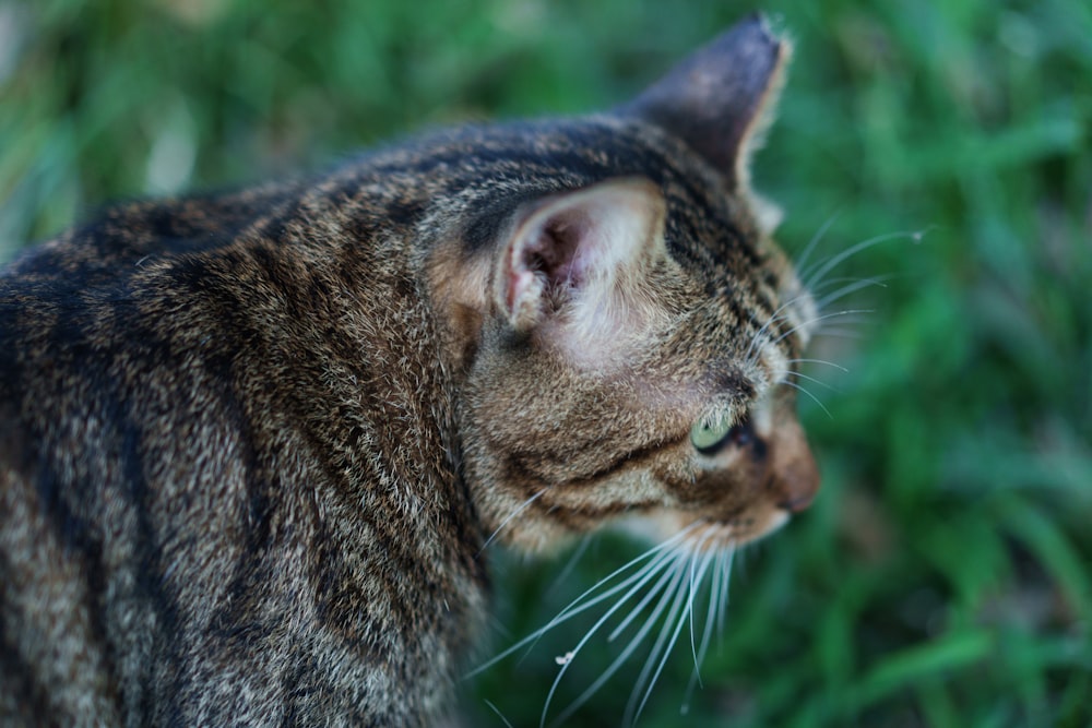 a close up of a cat in a field of grass