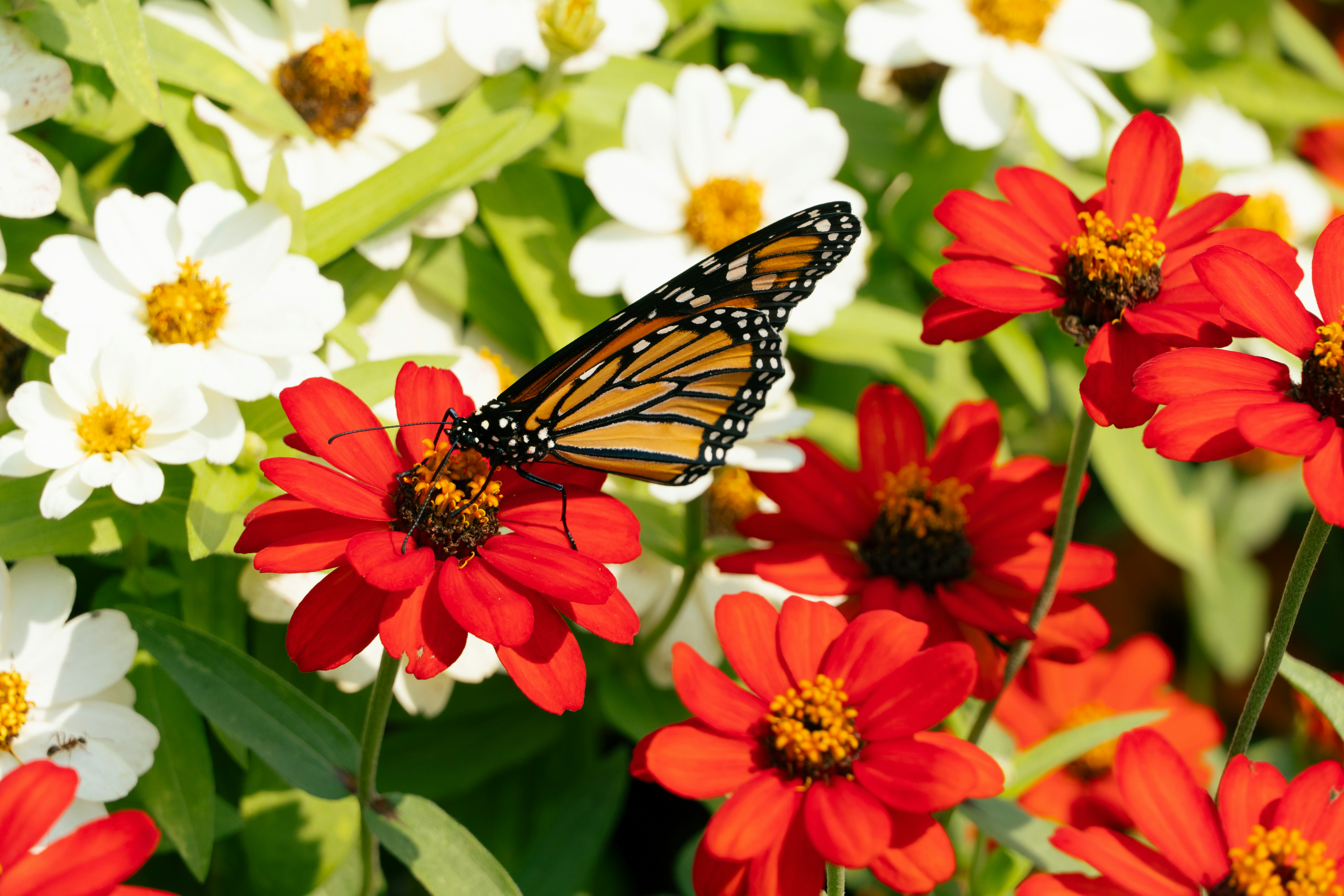 Photo by incphotography