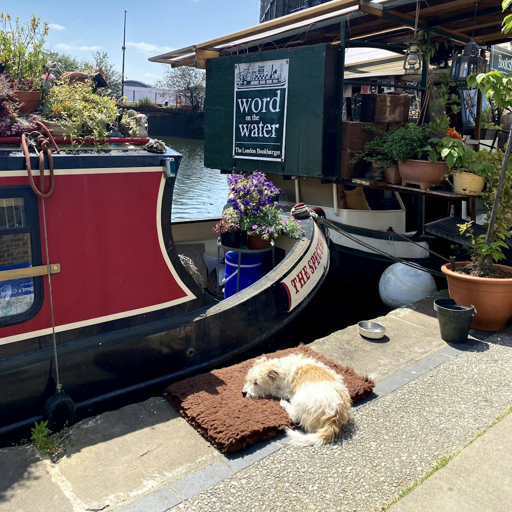 a dog laying on a rug next to a boat