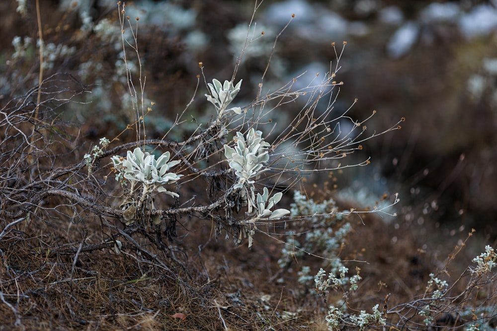 a small tree with white flowers on it