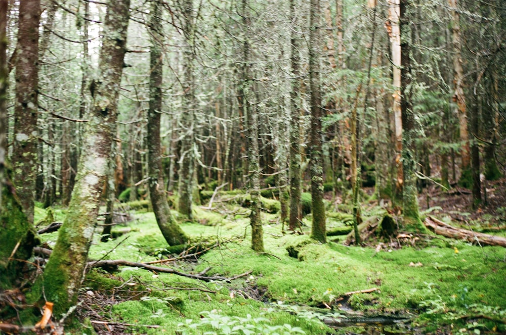 a lush green forest filled with lots of trees