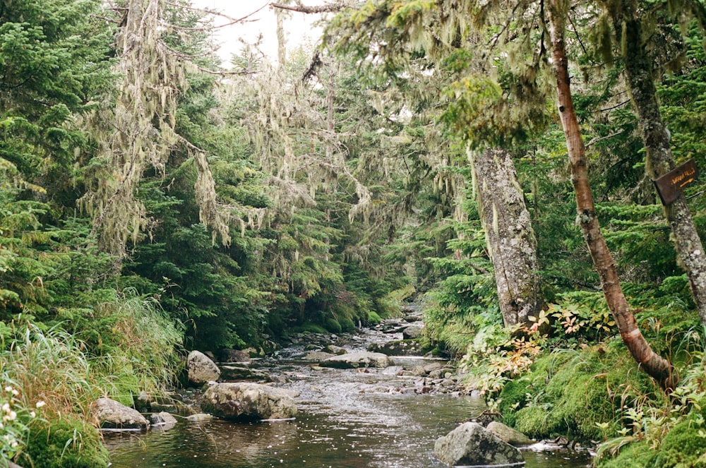 a river running through a lush green forest