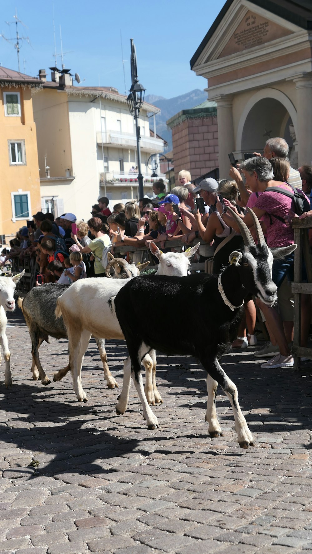 a herd of goats walking down a street next to a crowd of people