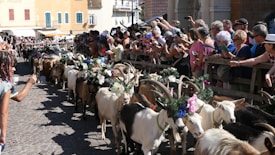 A procession of goats adorned with floral wreaths on their horns passes through a cobblestone street. A large crowd of onlookers, some taking photos or videos, is gathered behind wooden barriers lining the street. The atmosphere seems festive and lively, with people of various ages participating in the event.