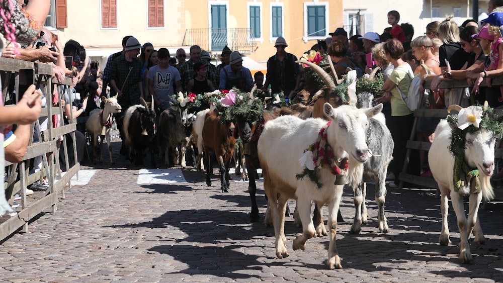 a group of people watching a parade of goats