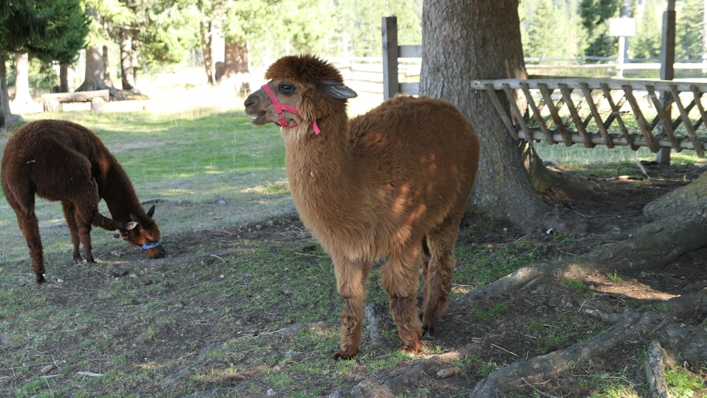 a brown llama standing next to a brown donkey