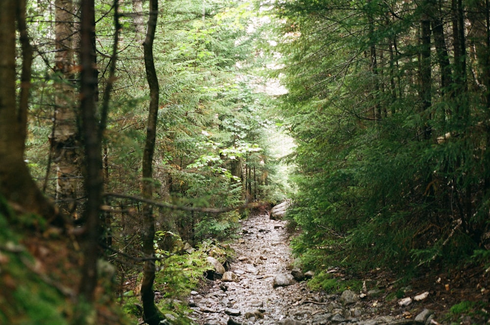 a stream running through a lush green forest