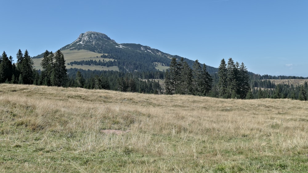 a grassy field with a mountain in the background